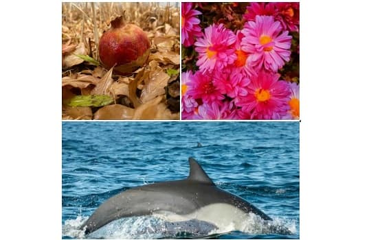 نمایشگاه عکس به مناسبت روز دانش آموز ( آثار دانش آموزان رشته فتوگرافیک)