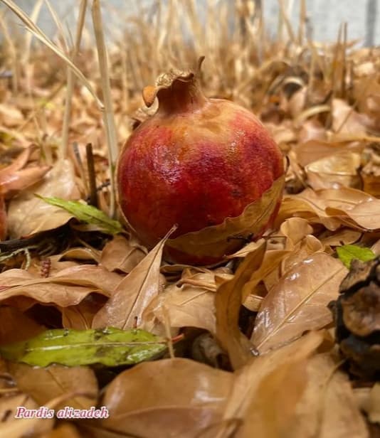 نمایشگاه عکس به مناسبت روز دانش آموز (آثار دانش آموزان رشته فتوگرافیک)